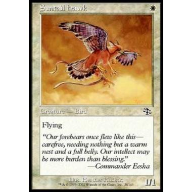 Suntail Hawk - Falco Astrocoda - [JUD][EX]