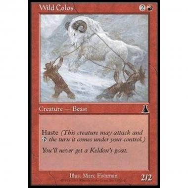 Wild Colos - Colos selvaggio - [UDS] [EX]