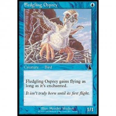 Fledgling Osprey - Piccolo di falco pescatore - [UDS] [EX]