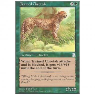 Trained Cheetah - Trained Cheetah - [PTK] [PL]