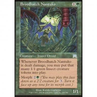 Broodhatch Nantuko - Nantuko Covanidiata - [ONS] [EX]