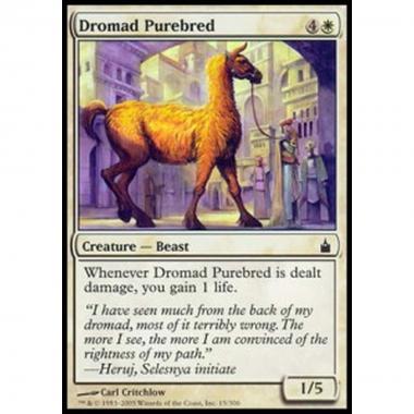 Dromad Purebred - Purosangue Dromad - [RAV] [EX]