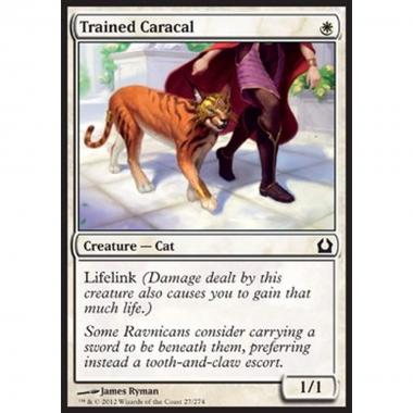 Trained Caracal - Lince Addestrata - [RTR] [EX]